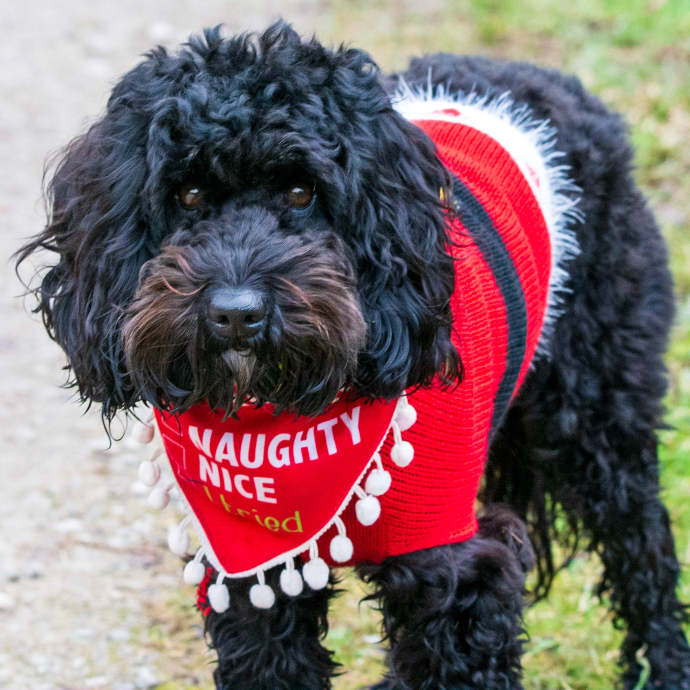 naughty, nice, I tried