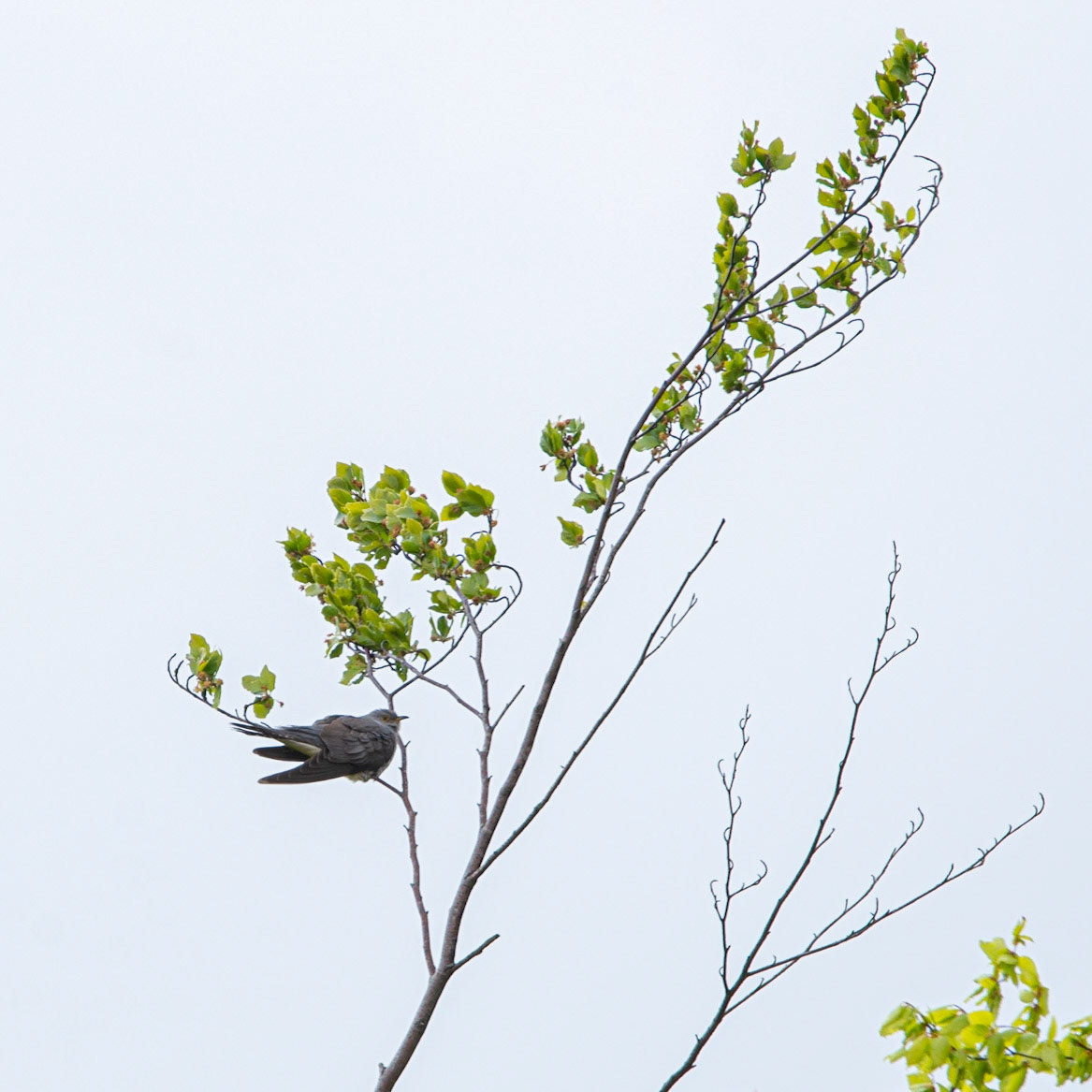 Cuckoo in a tree