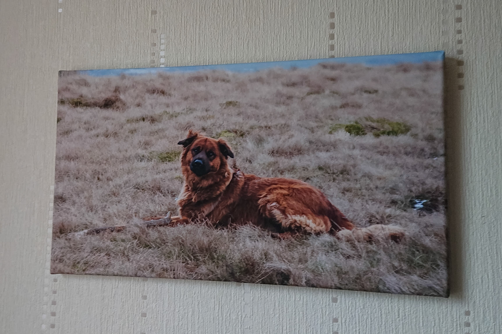 Canvas - CAN031 - Billy