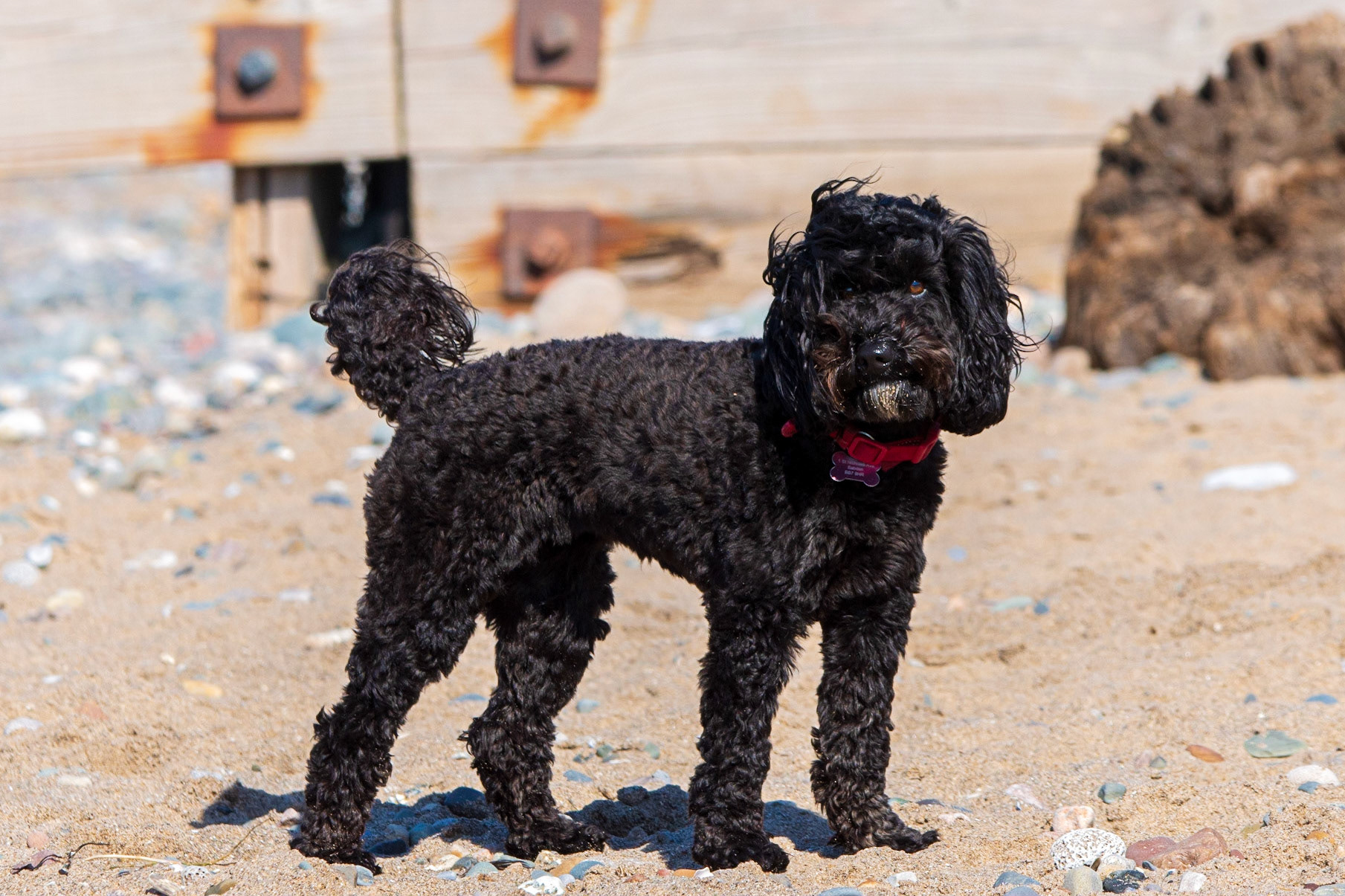 Rossall Point Darcie