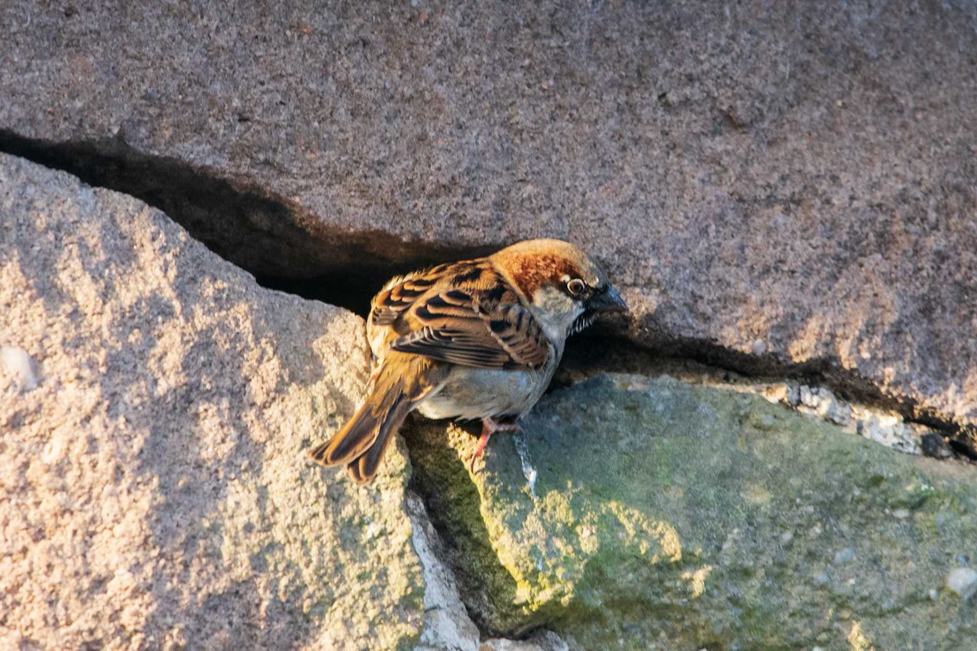 House Sparrow