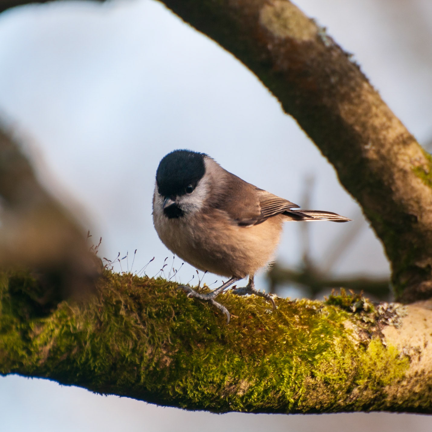 Willow Tit