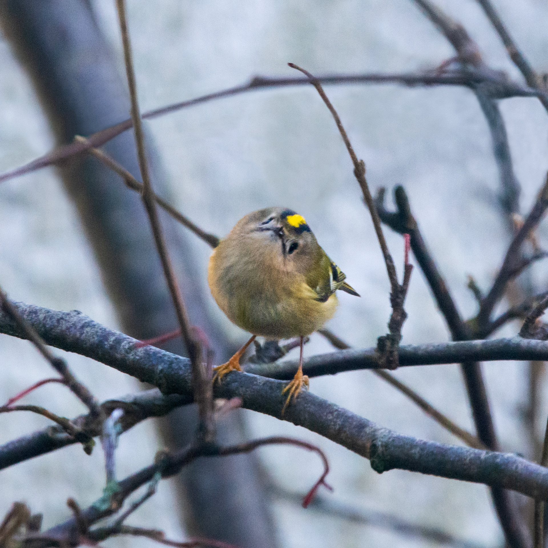 Goldcrest