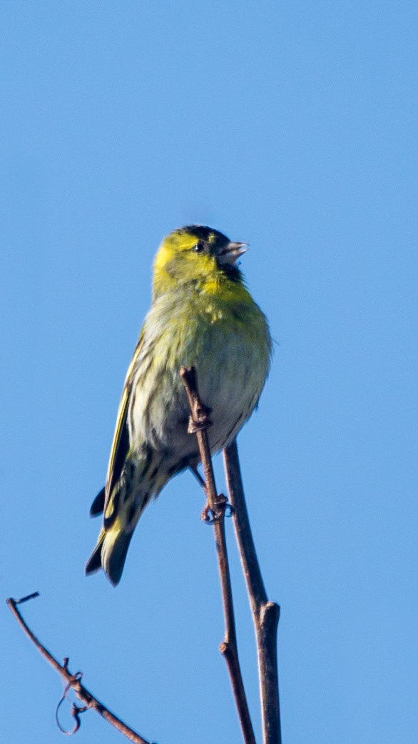 Siskin