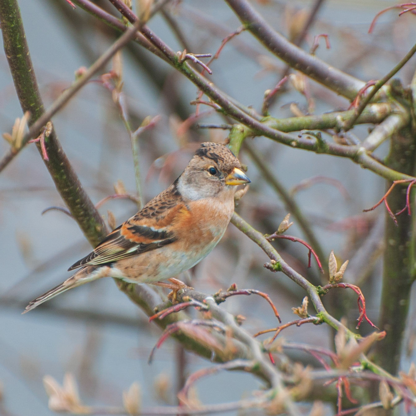 Brambling
