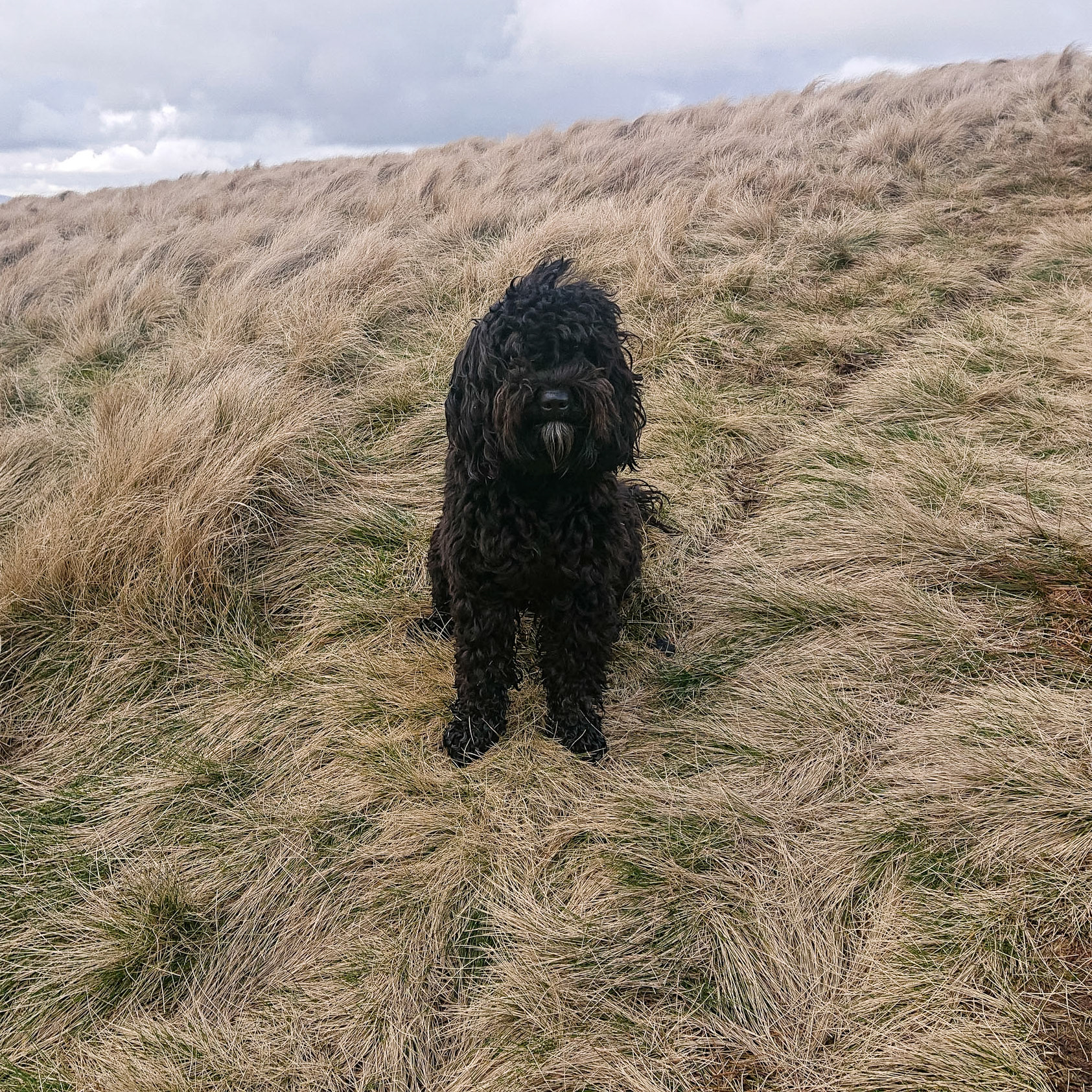 Pendle Hill Darcie
