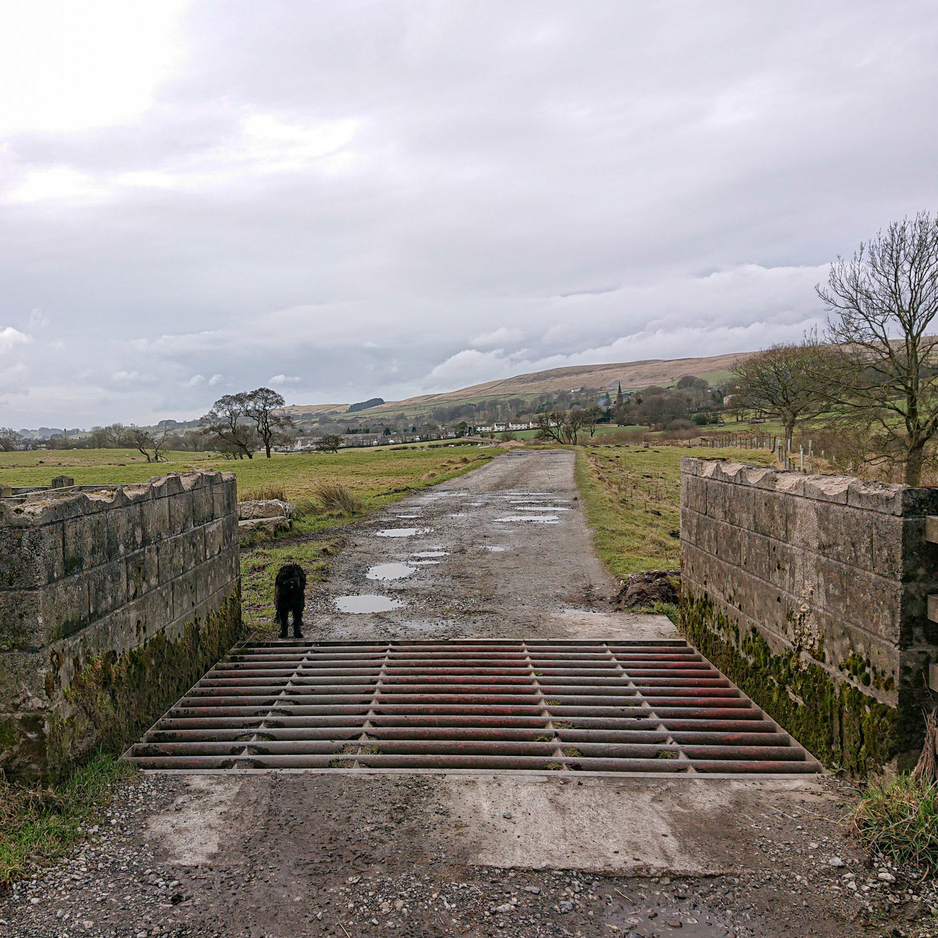 Darcie cattle grid
