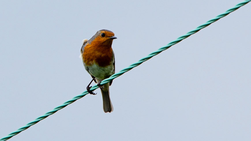 Robin wire