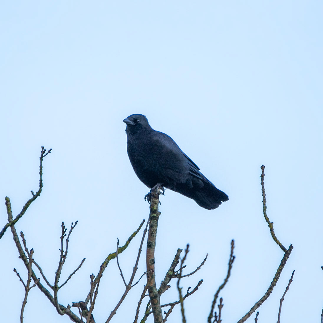 Crow