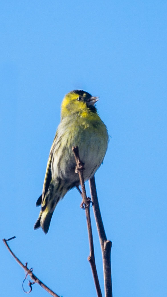 Siskin