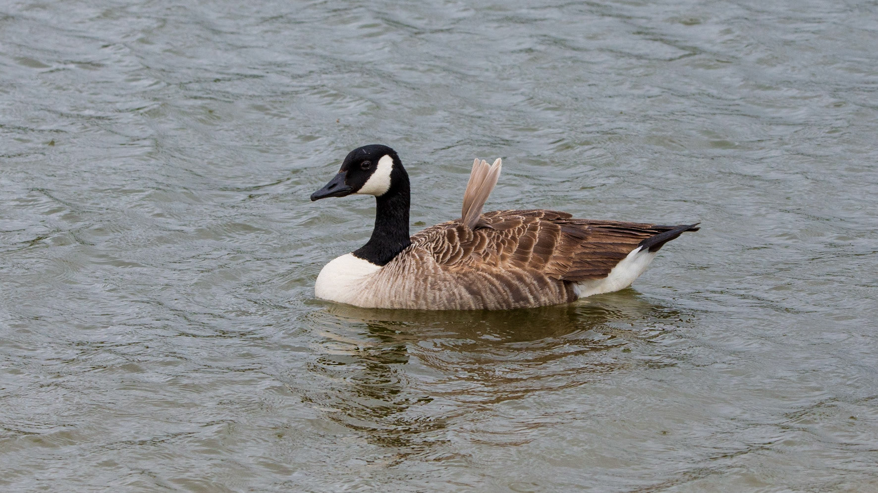 Canada Goose