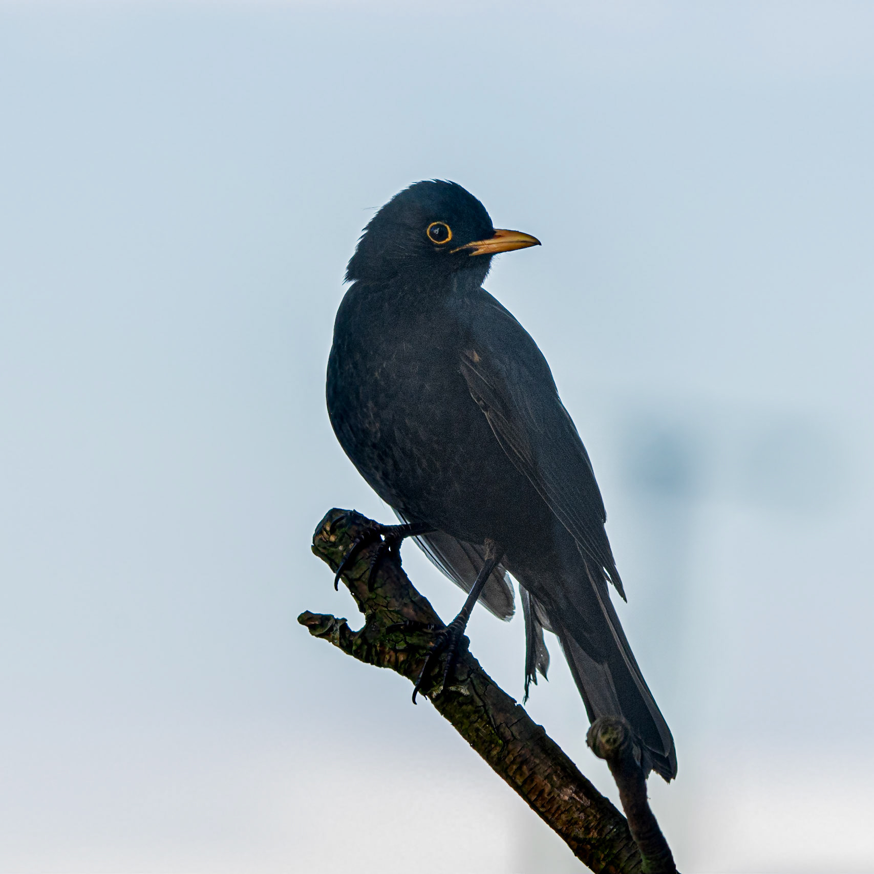 Blackbird