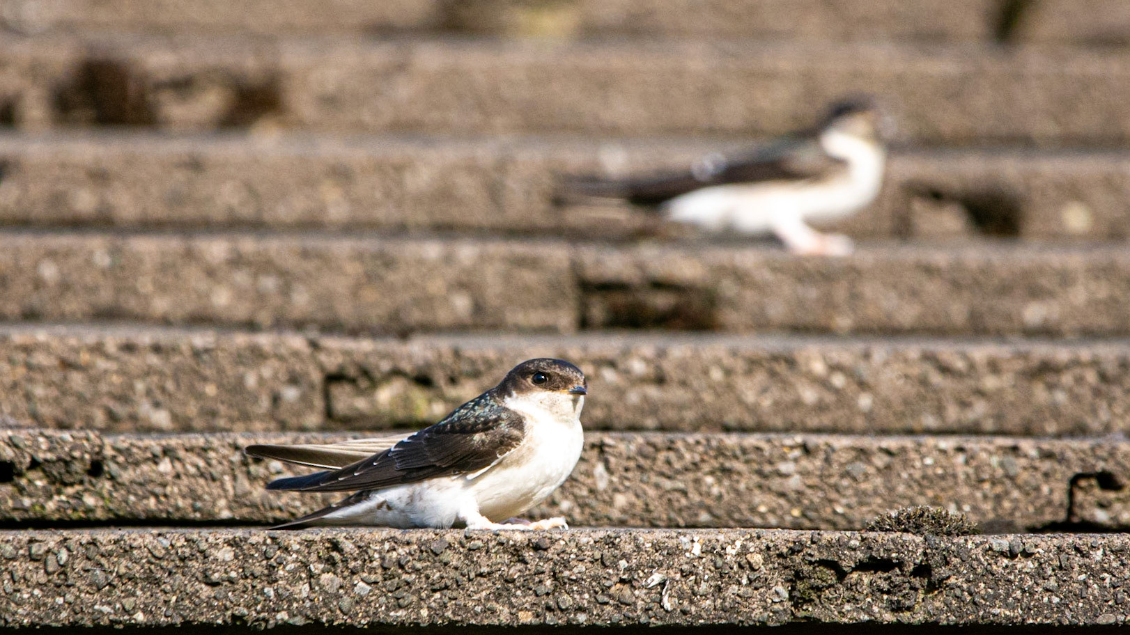 Housemartin