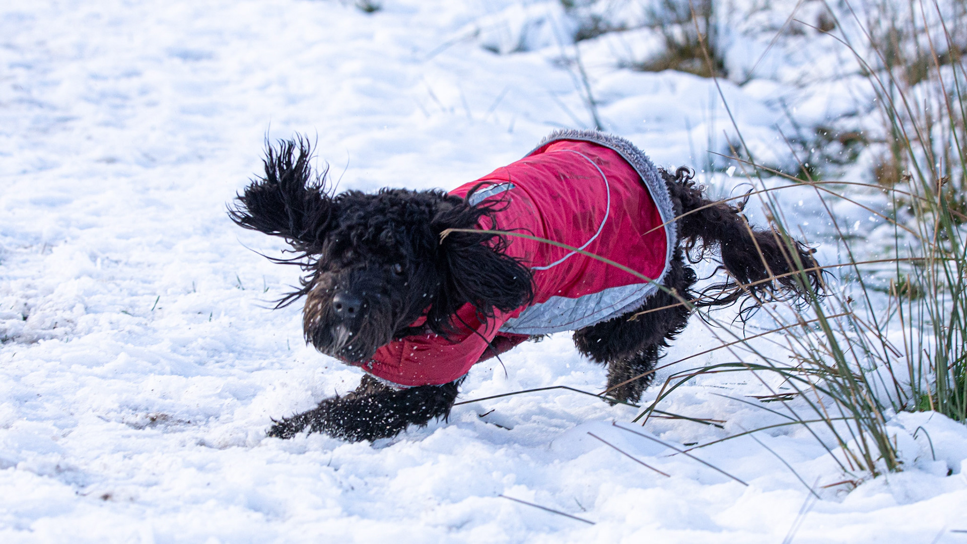 Snowy Darcie dashing