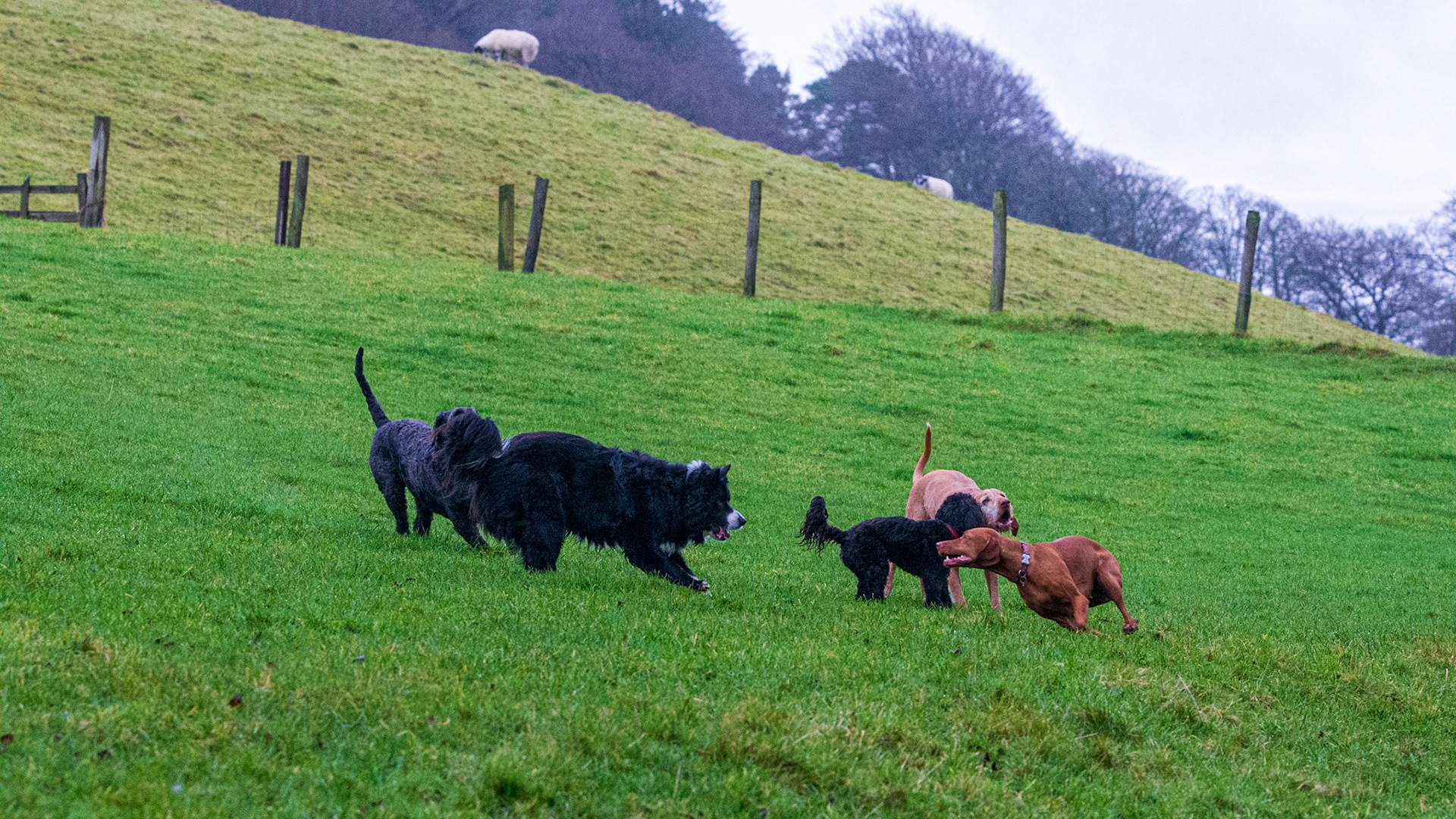 playing with the bigger doggies