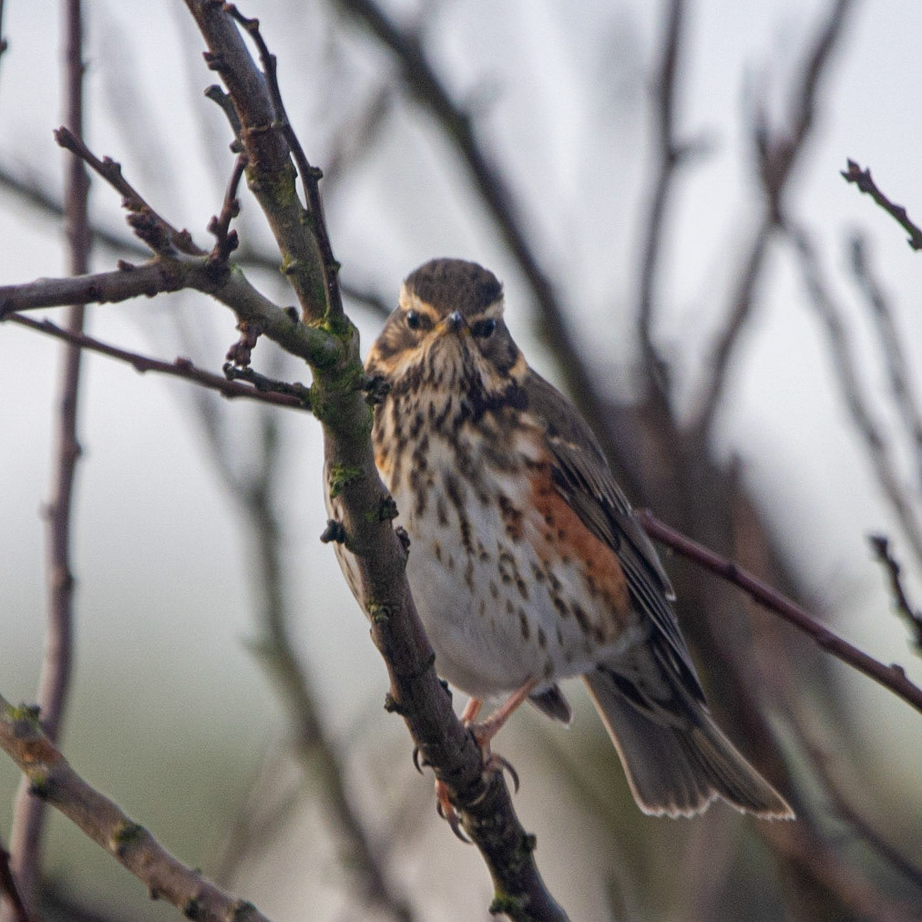 Redwing