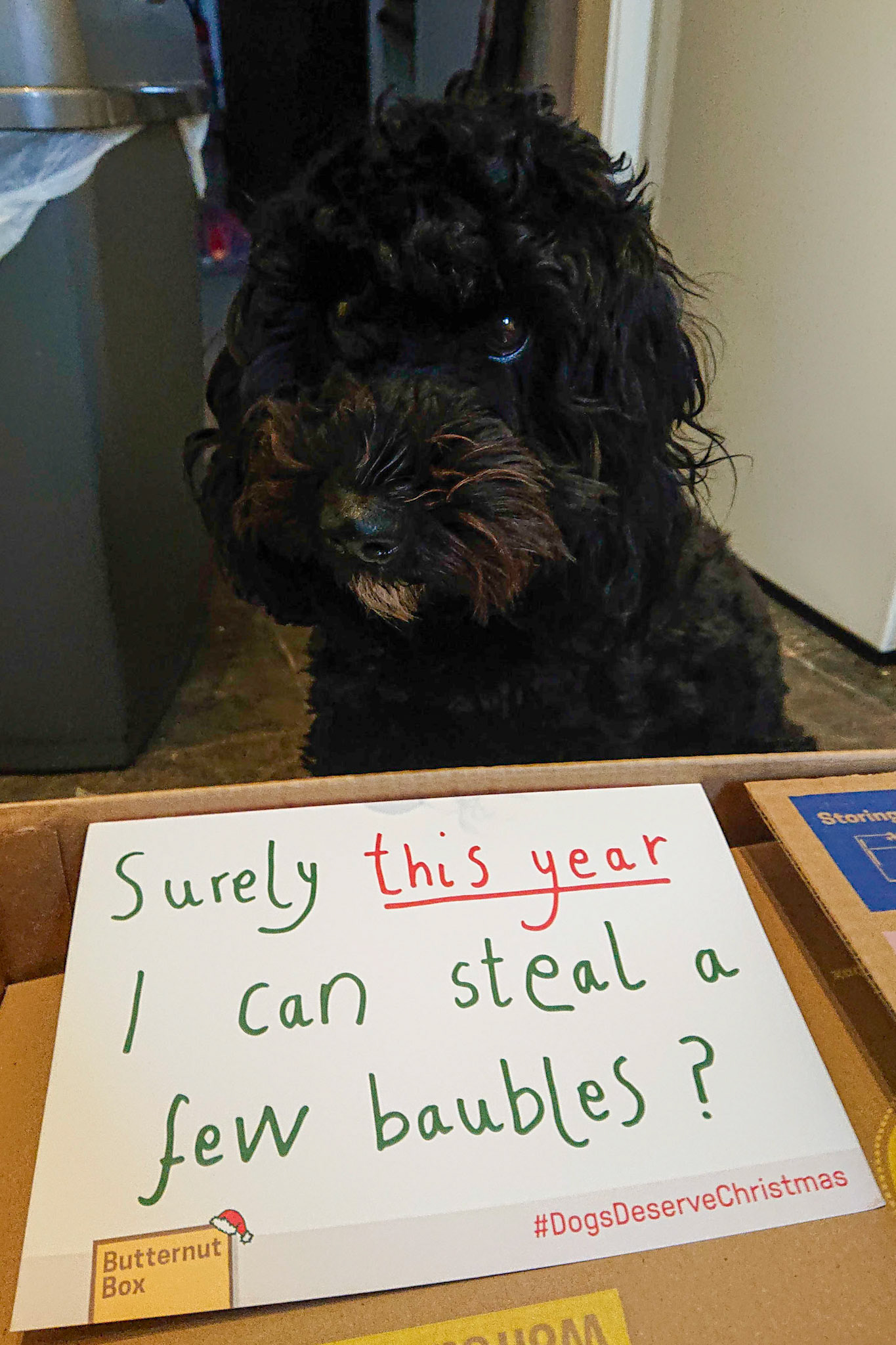 dogs deserve christmas