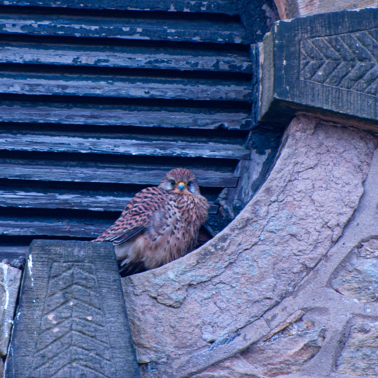 Kestrel