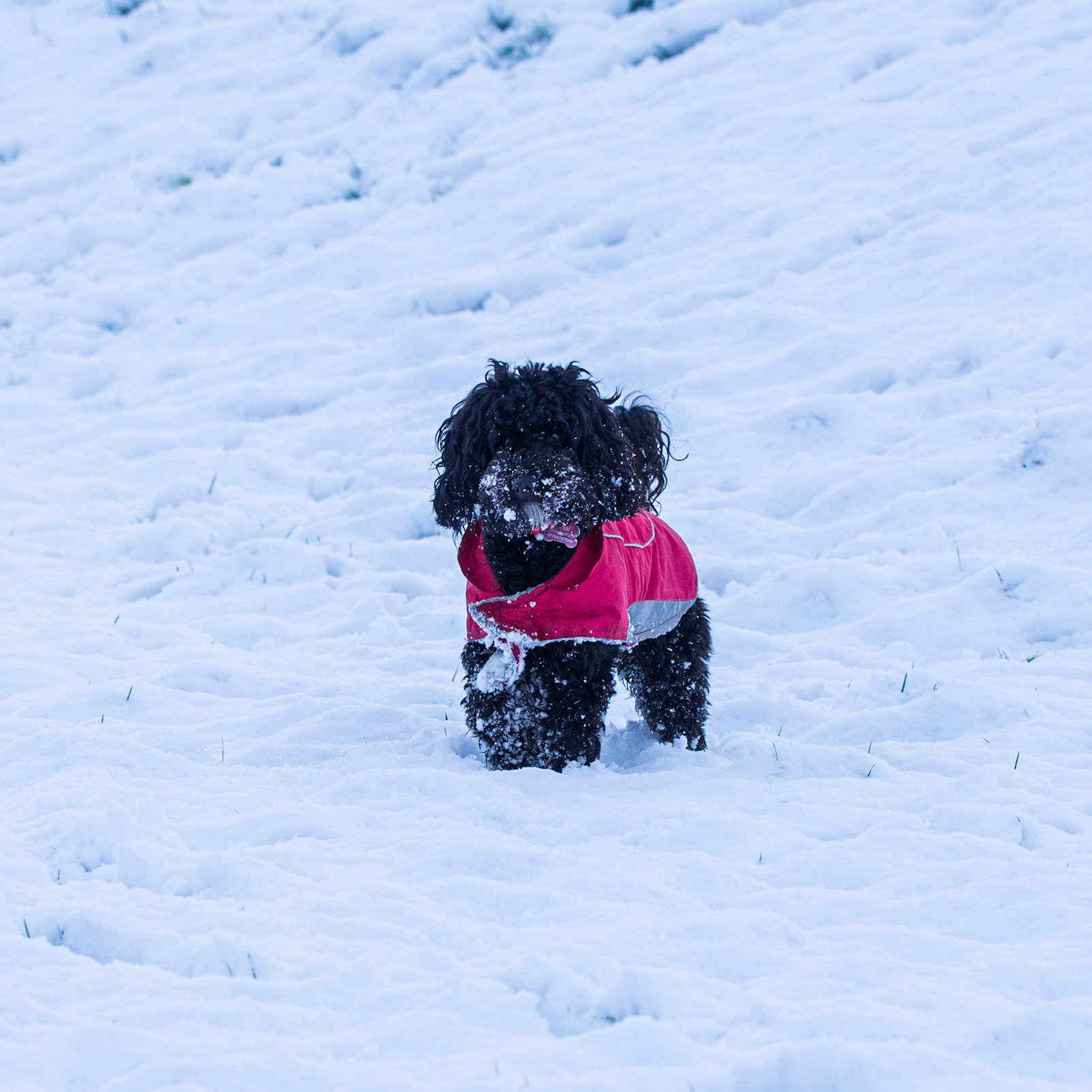 Snowy Darcie