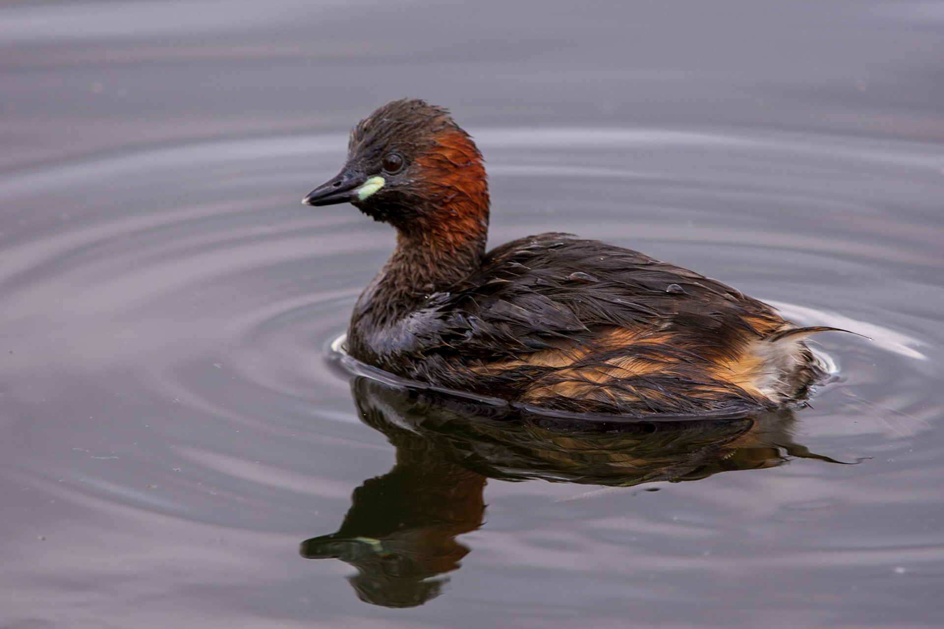Little Grebe