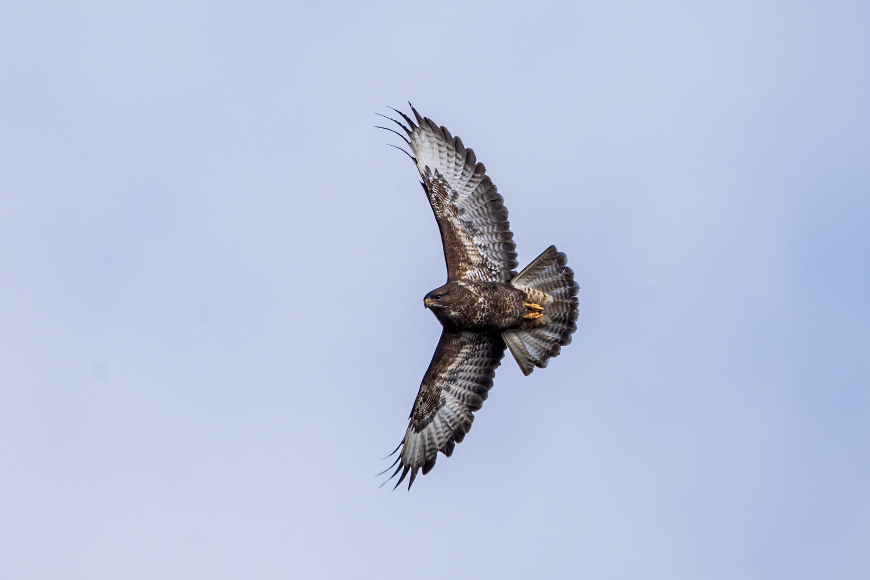 Buzzard