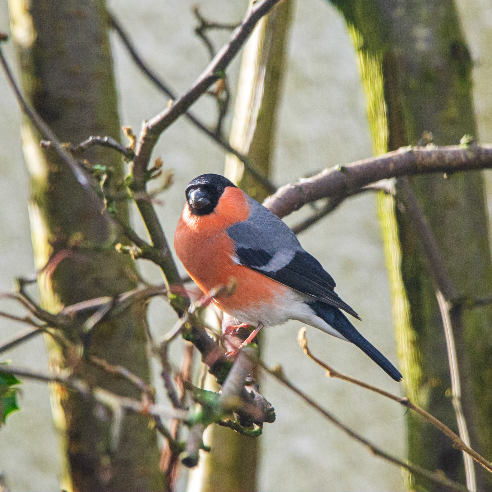 Bullfinch