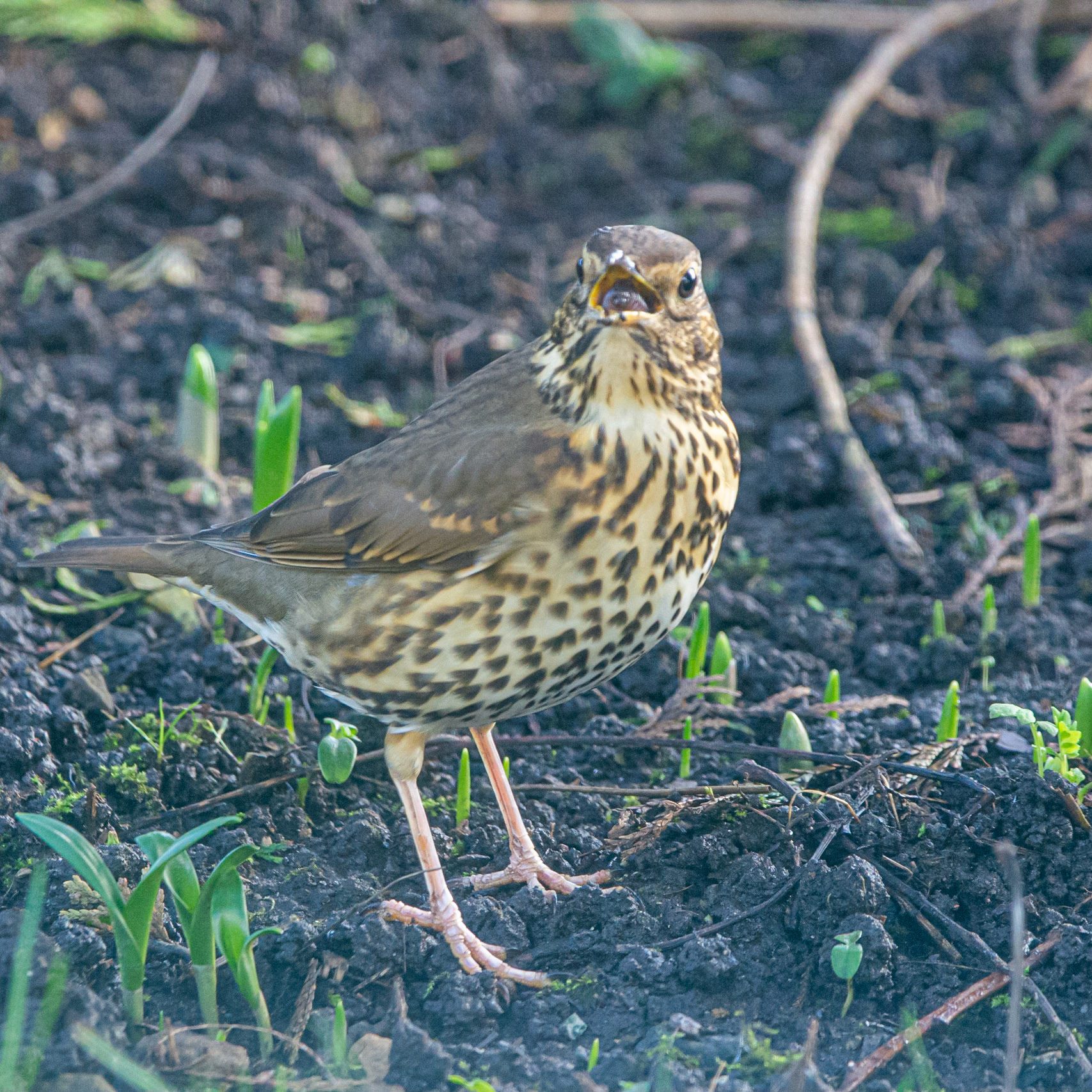 Song Thrush