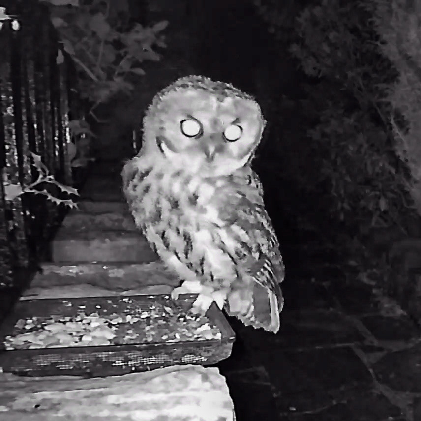 Tawny Owl