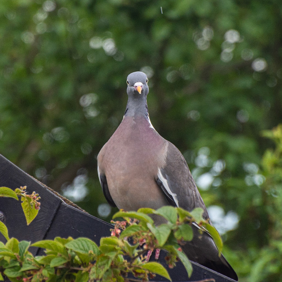 Woodpigeon