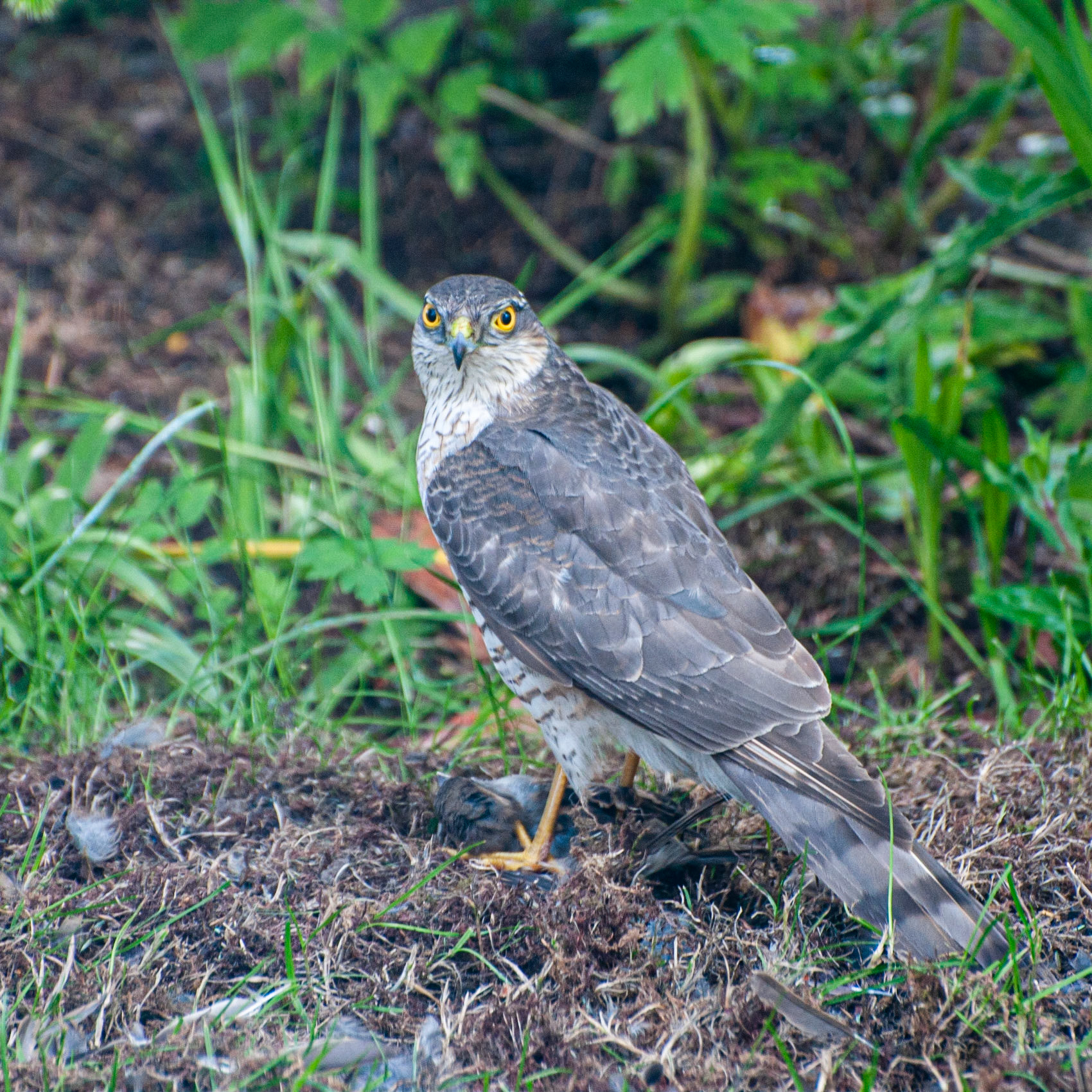 Sparrowhawk