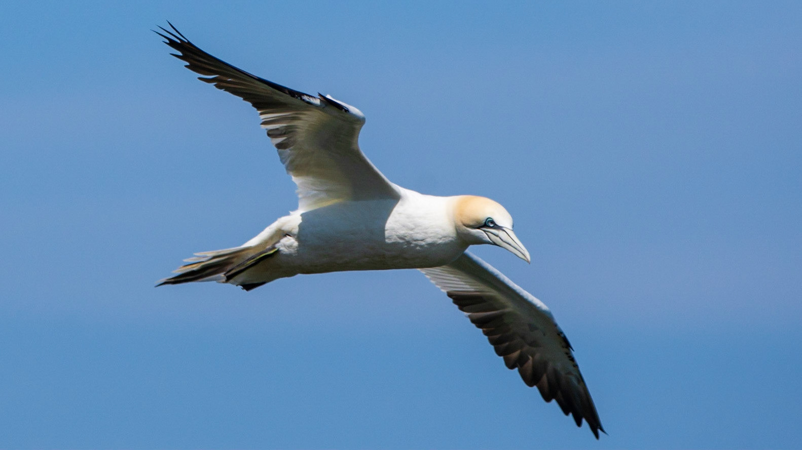 Gannet