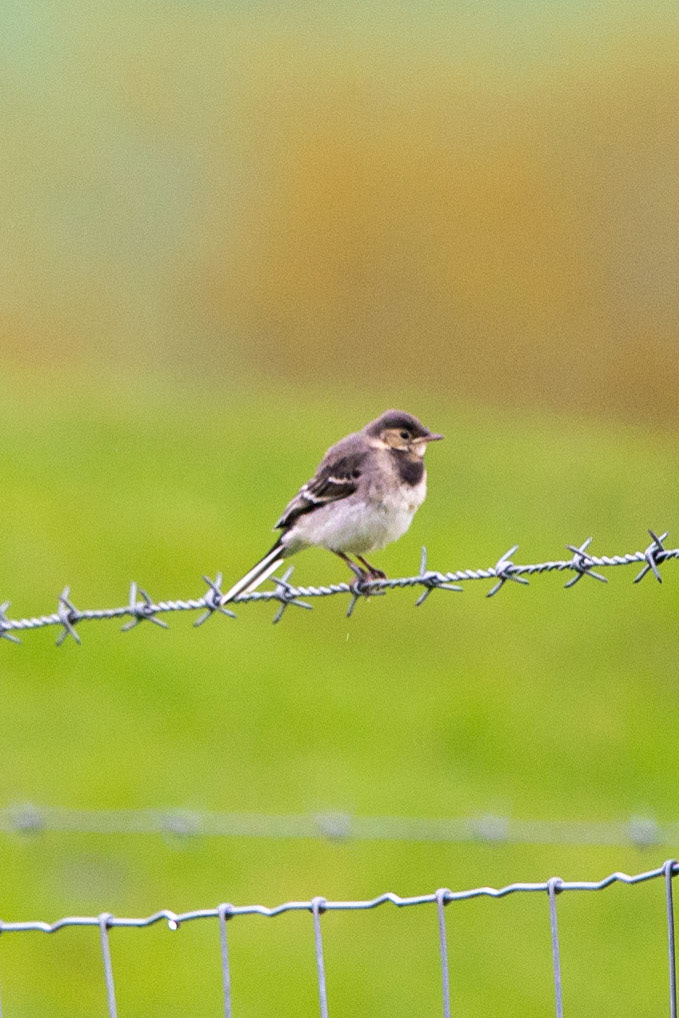juvenile Wagtail