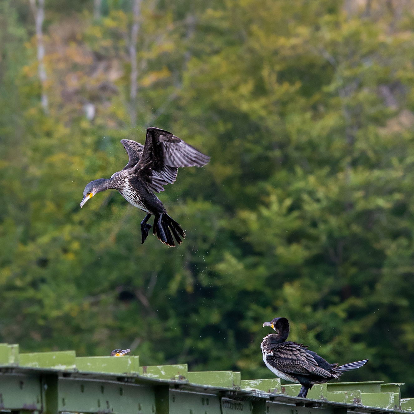 Churn Clough Cormorants