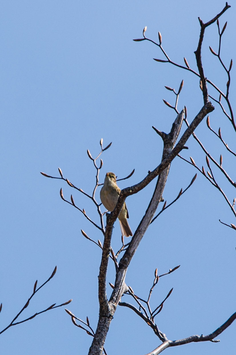 Chiffchaff