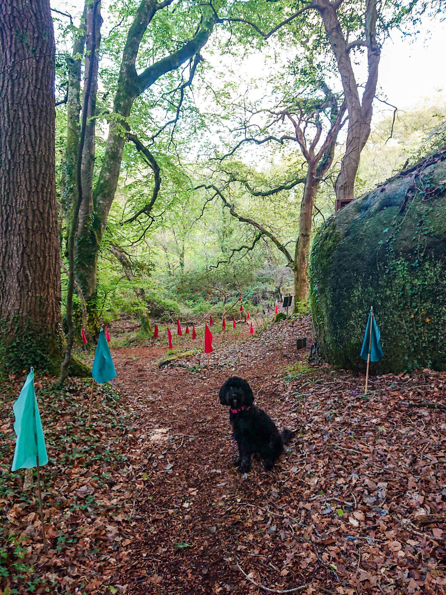 Acorn woods bluebell trails Darcie
