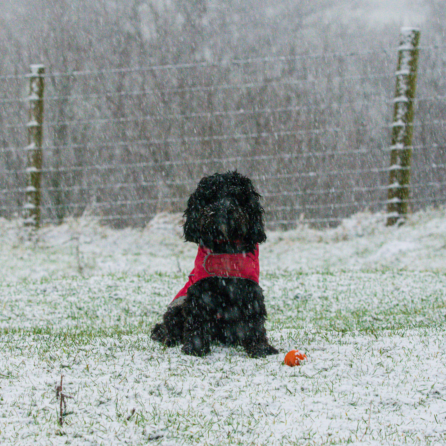 Snowy Darcie