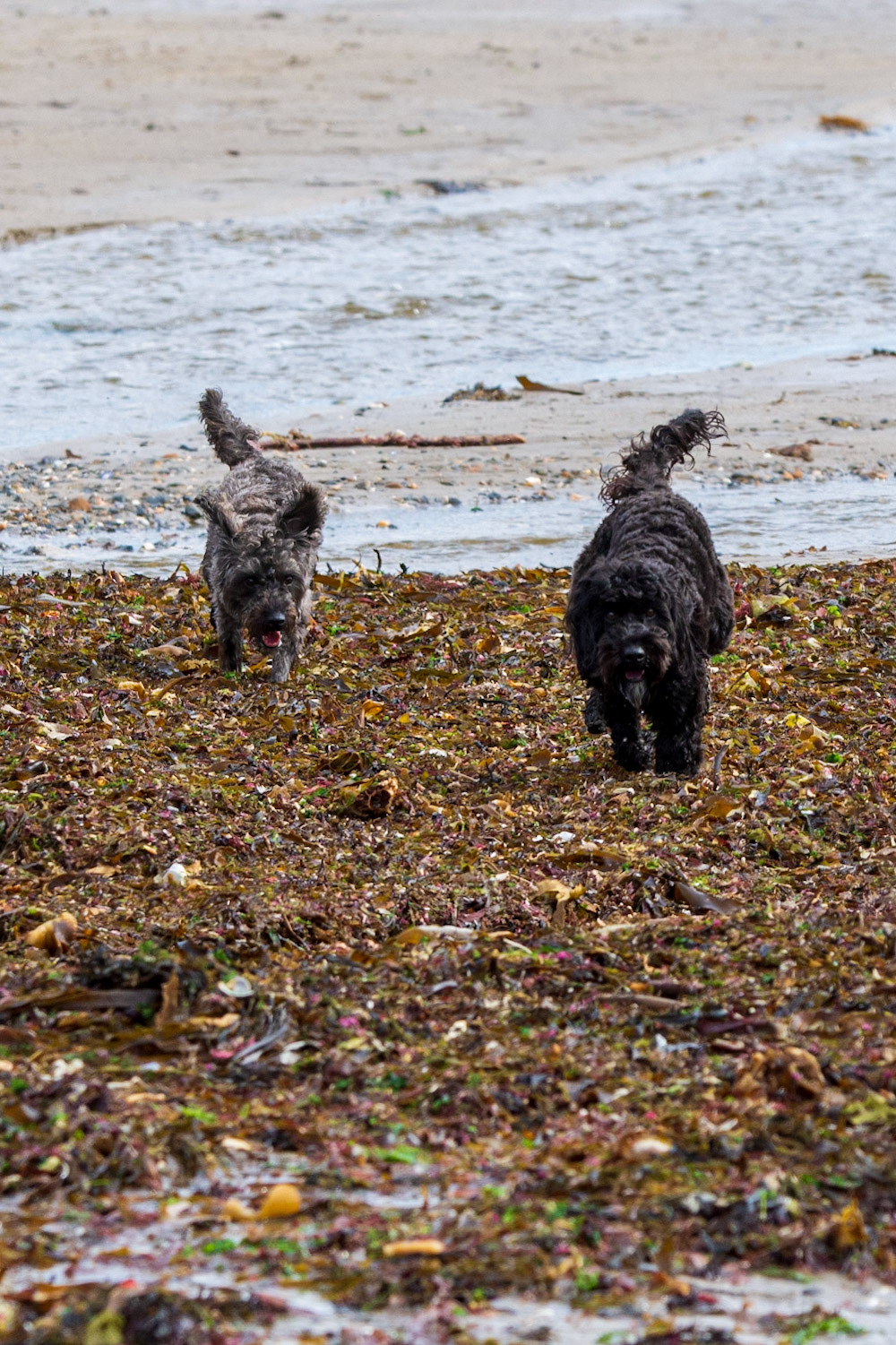 seaweed doggies
