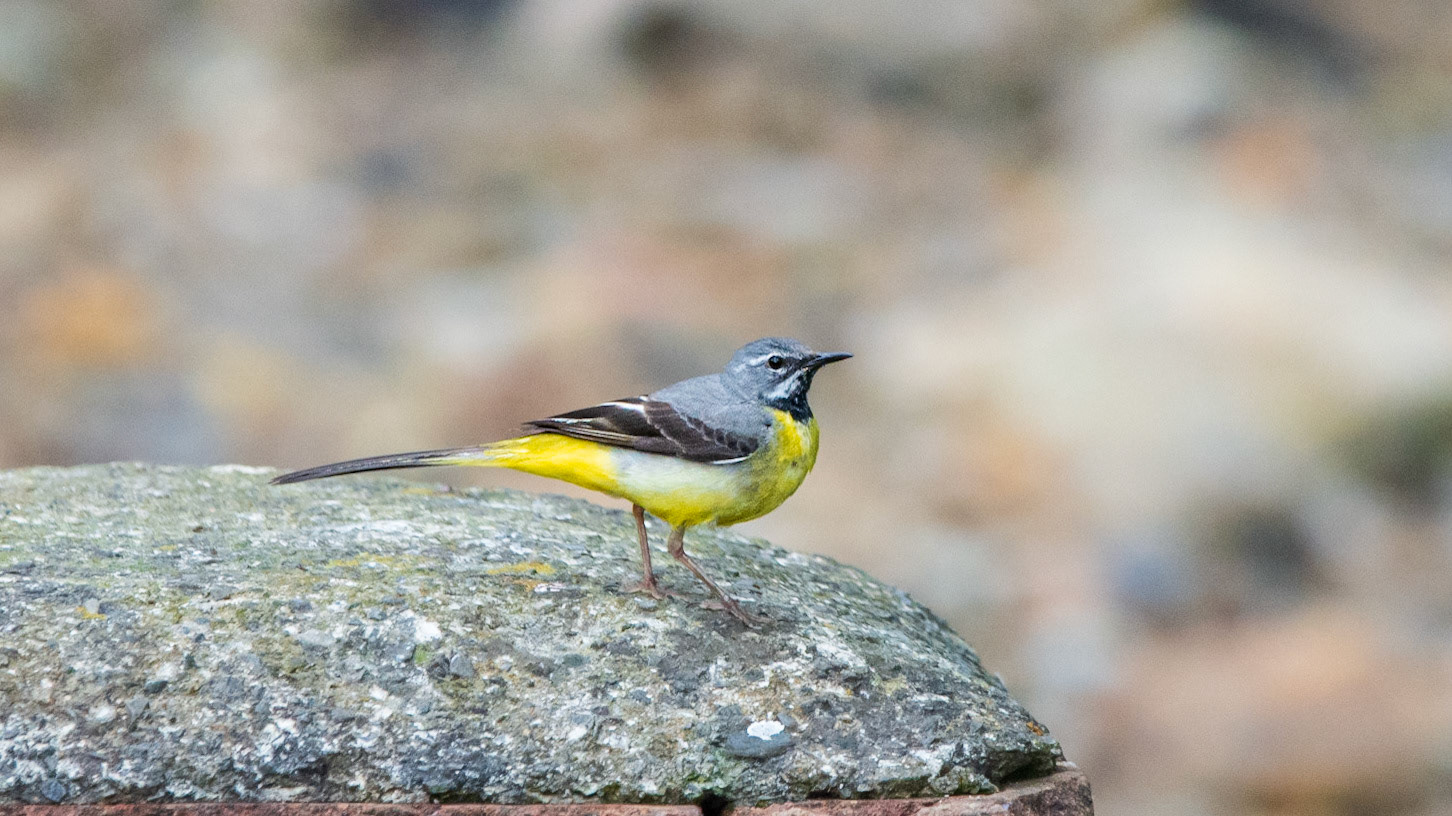 Grey Wagtail