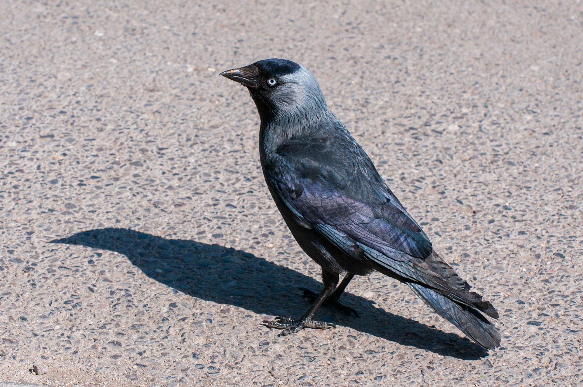 Jackdaw