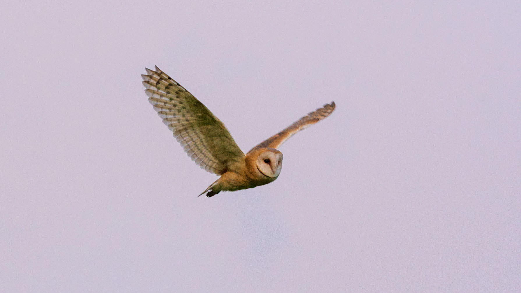 Barn Owl