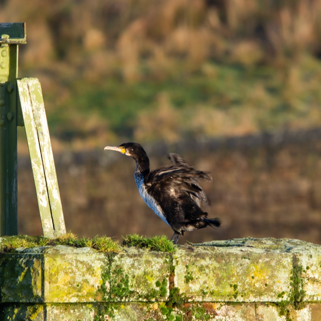 Cormorant