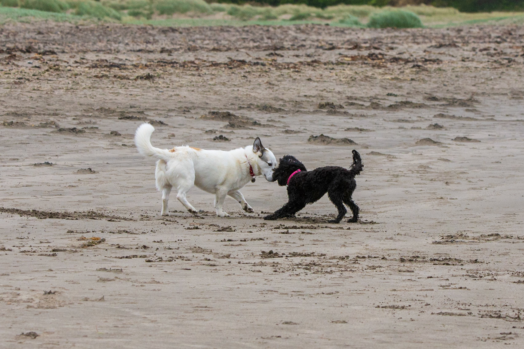Par Beach Doggies