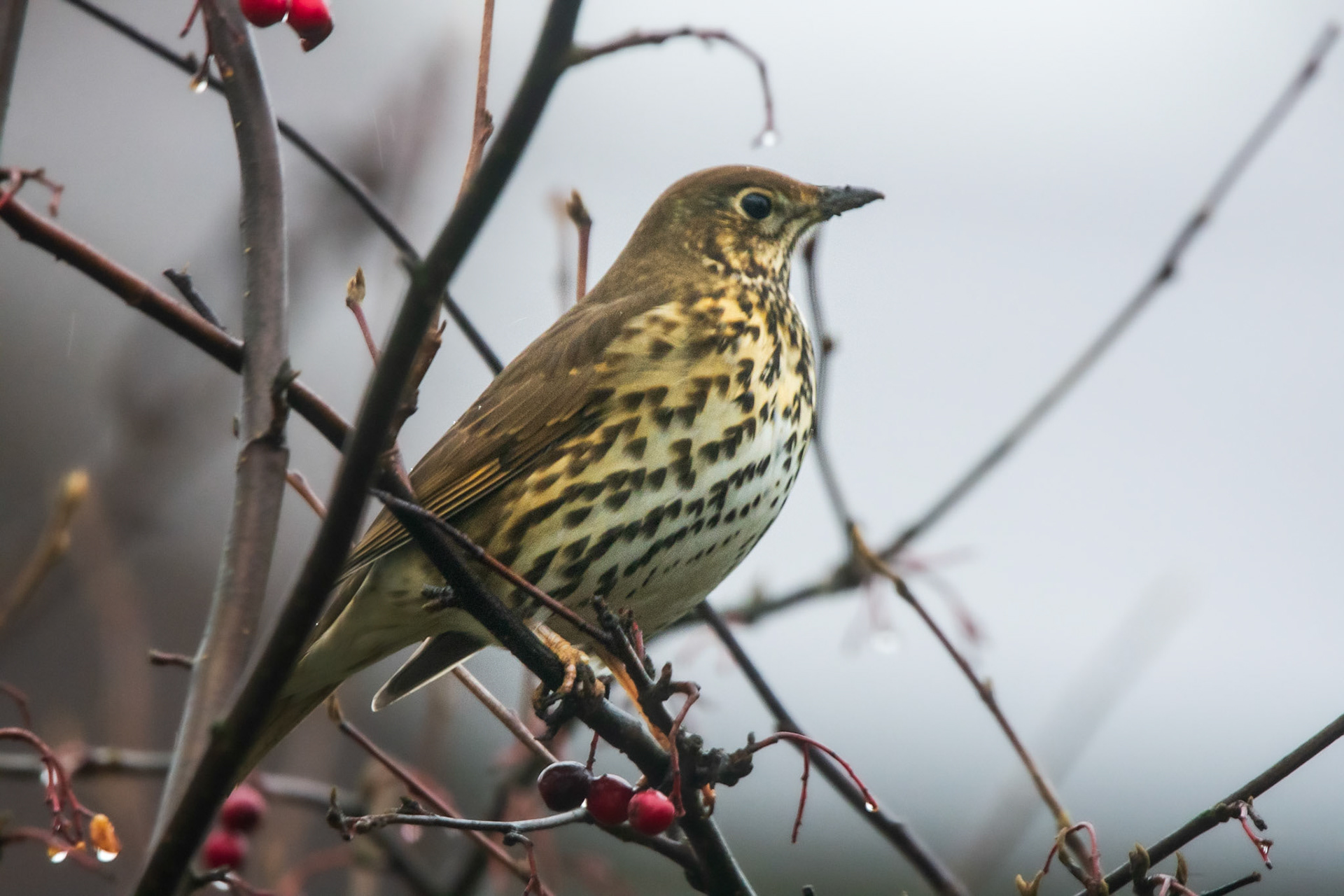 Song Thrush