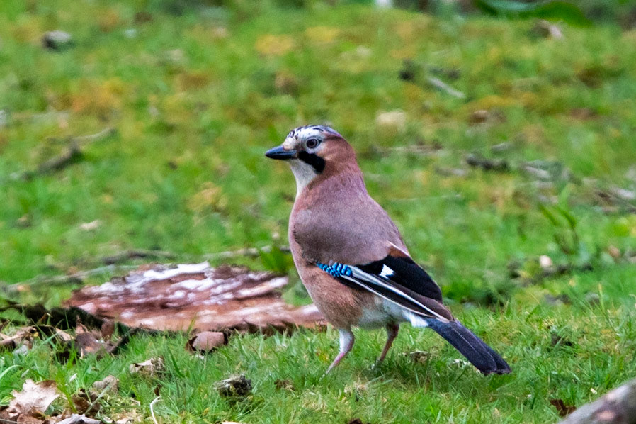 Jay