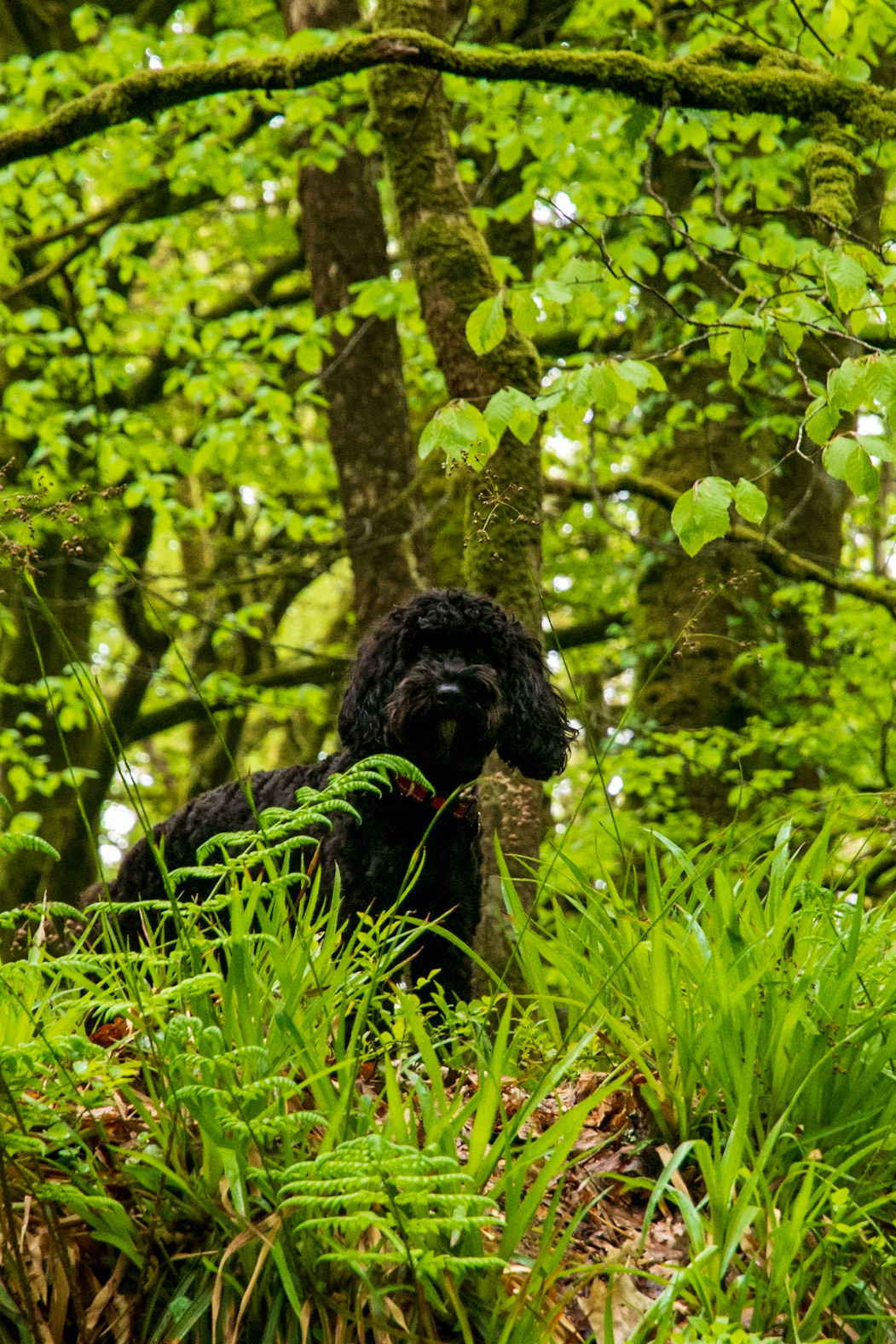 Goliath falls walk Darcie