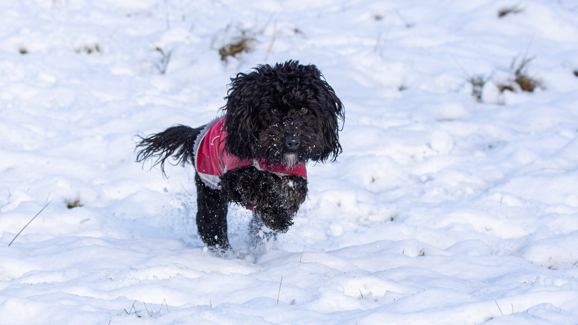 Snowy Darcie