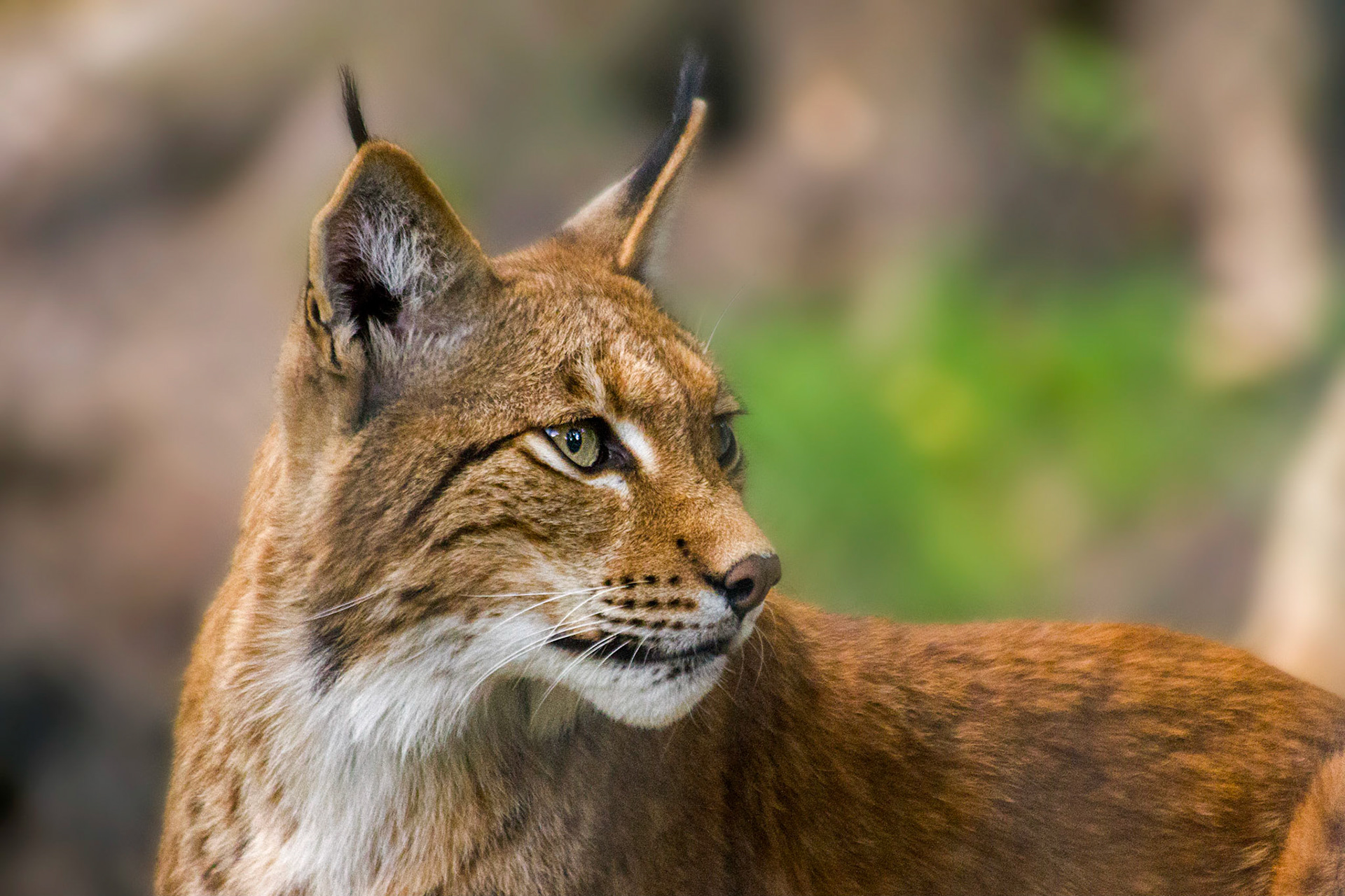 Lynx