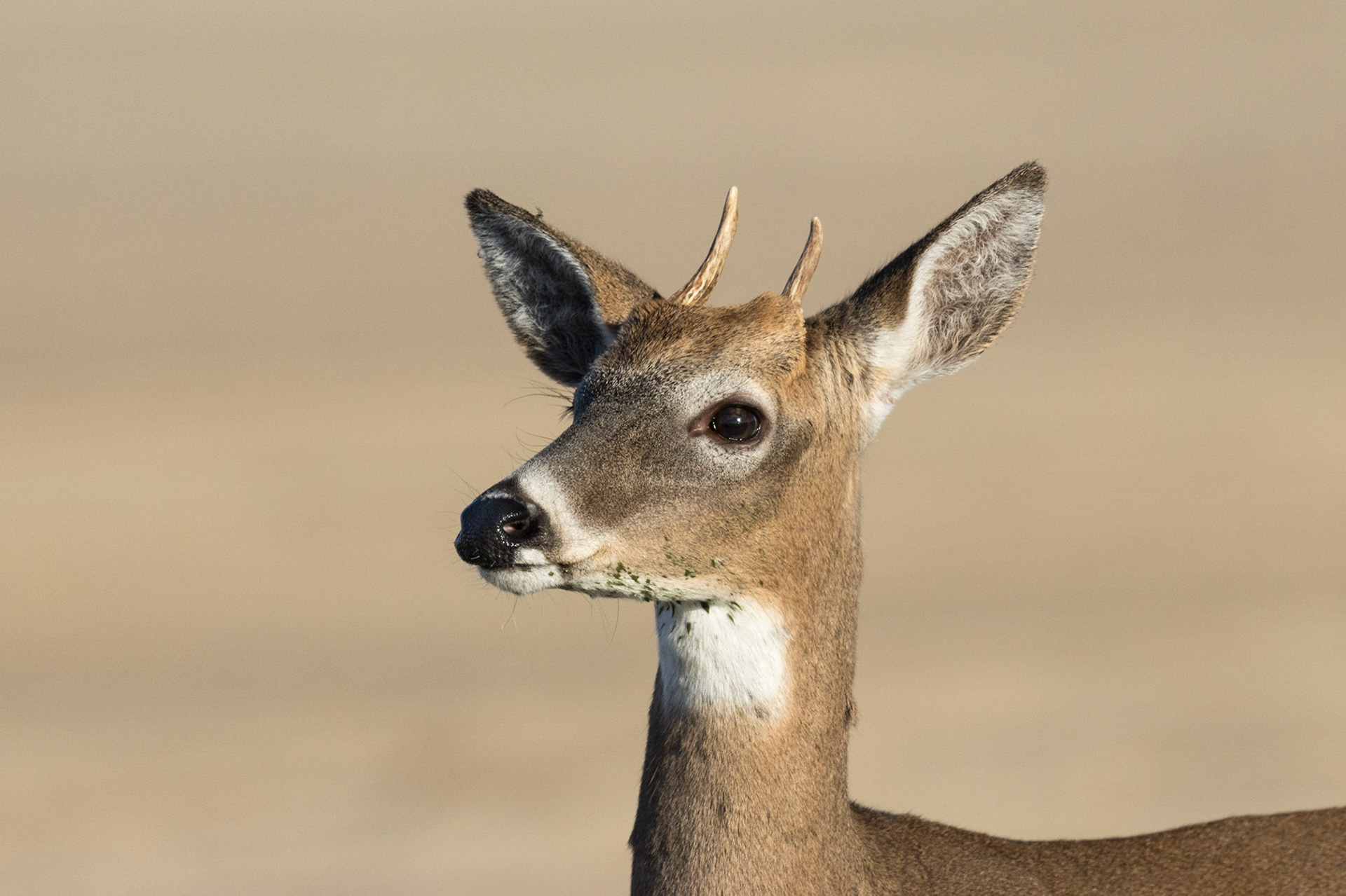 Young Buck on the Beach