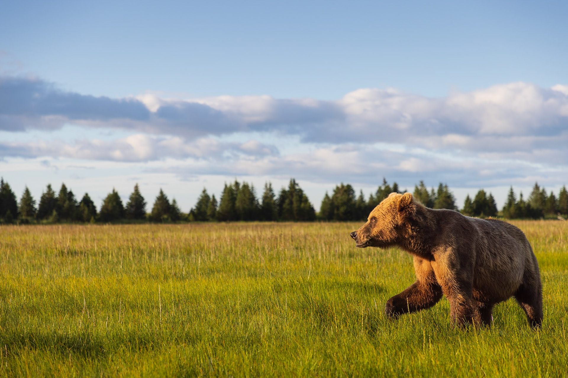 Beautiful light on the bear