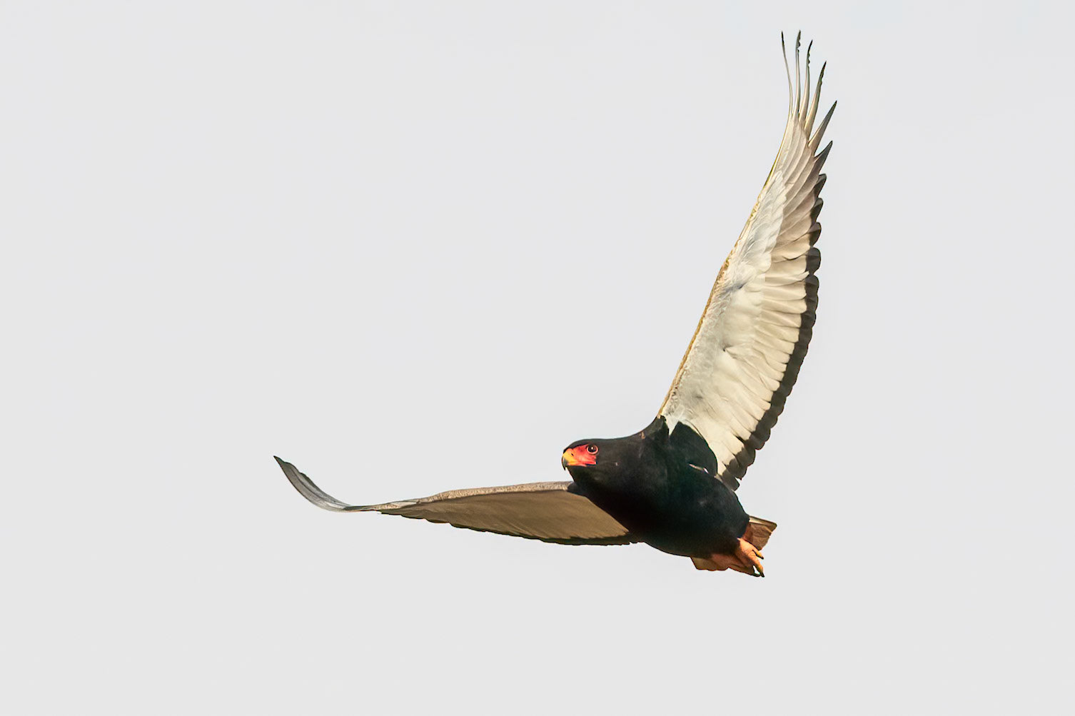 Bateleur